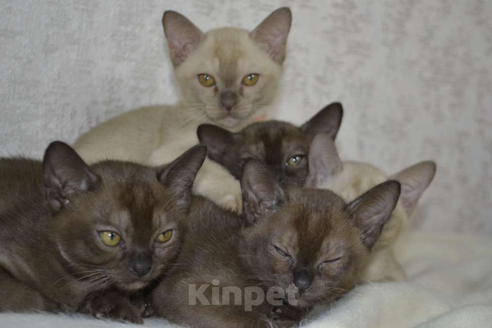 Кошки в Ковровом: Котята европейской бурмы Разнополые, Бесплатно - фото 4