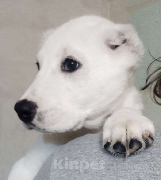 Собаки в Перми: Щенки САО Мальчик, Бесплатно - фото 2