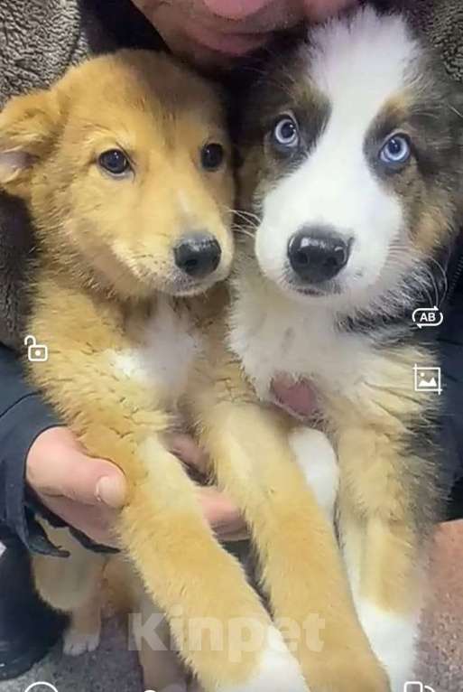 Собаки в Лосином-Петровском: Якутята из ппбж Мальчик, Бесплатно - фото 3