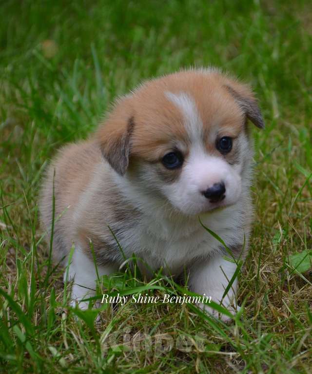 Собаки в Санкт-Петербурге: Мальчик Бенджи Мальчик, Бесплатно - фото 2