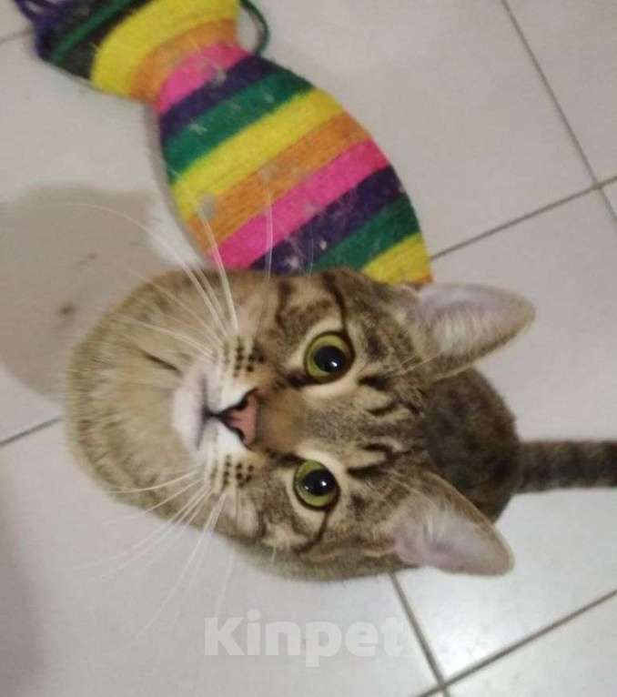 Кошки в Москве: Сима - «шпротинка». Молодая кошечка в добрые руки. Девочка, Бесплатно - фото 3