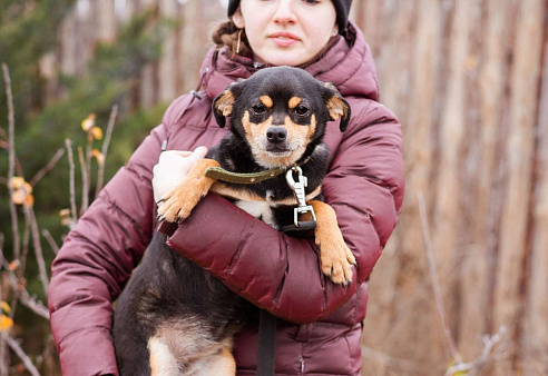 Маленькая собачка из приюта ищет семью.