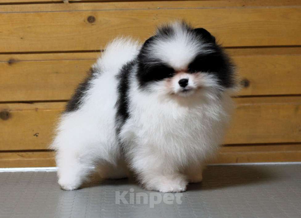 Собаки в Москве: Шикарный бело-черный мальчик Мальчик, Бесплатно - фото 1