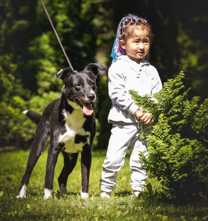 Собаки в Москве: Ромео - Ваш спокойный и добрый друг ❤ Мальчик, Бесплатно - фото 3