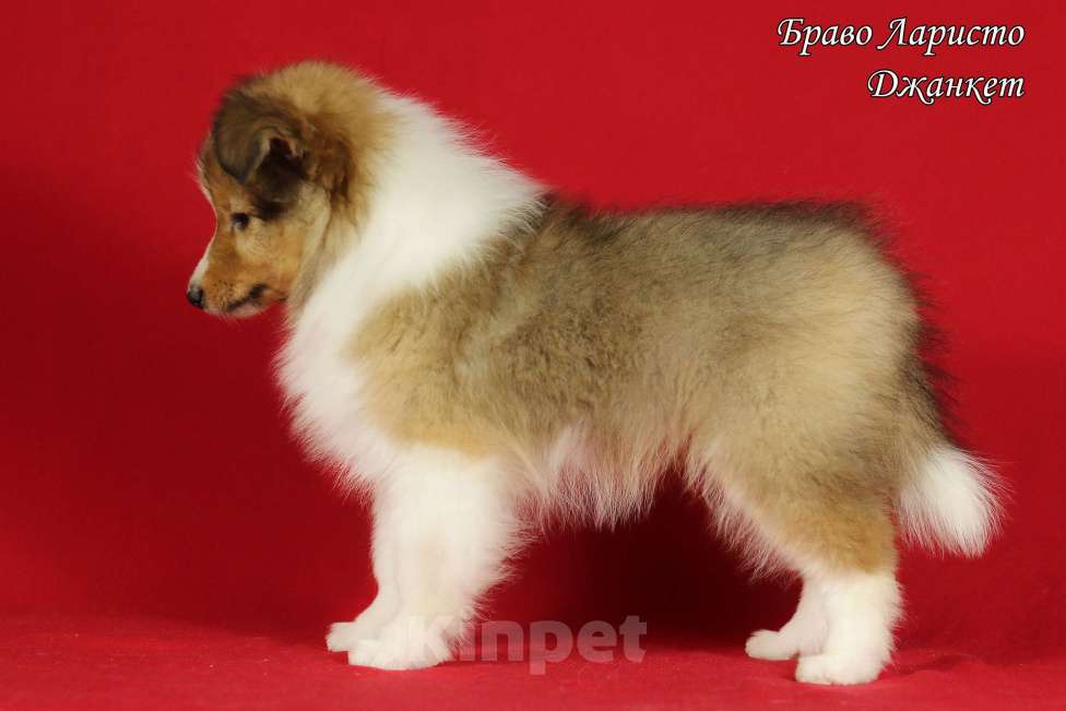 Собаки в Рязани: Щенки шелти Мальчик, 100 000 руб. - фото 3