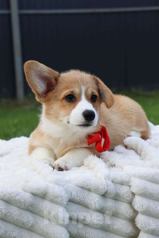 Собаки в Москве: Щенки коржики Девочка, 70 000 руб. - фото 3