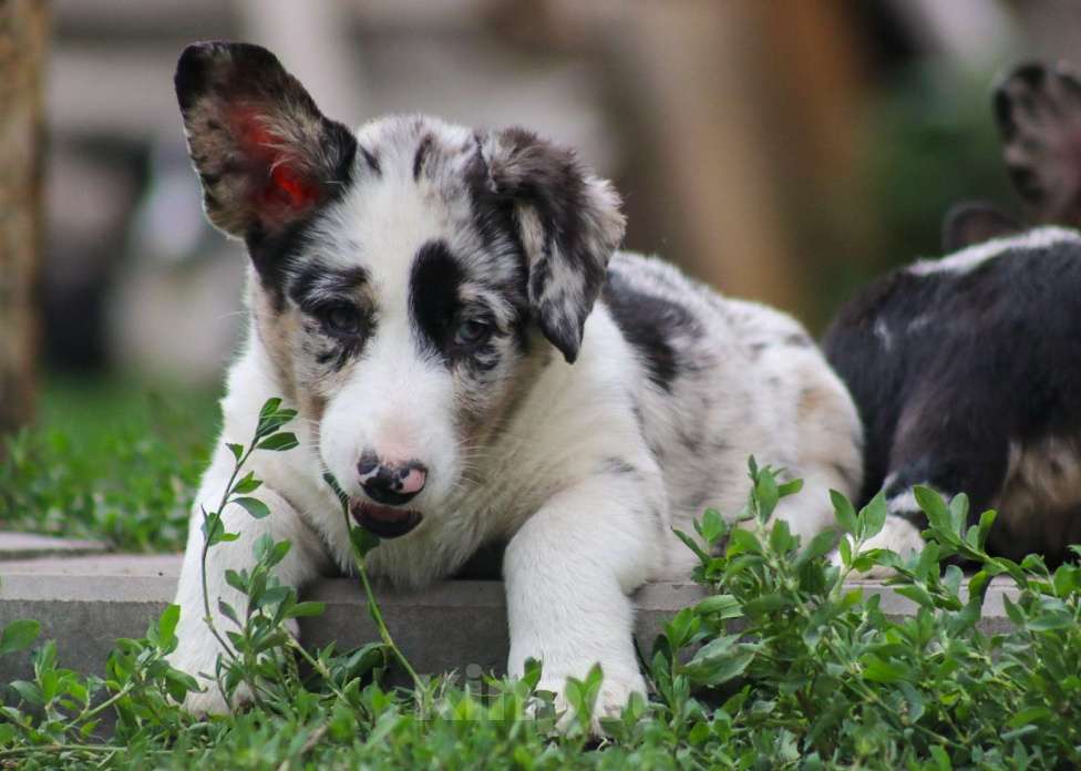 Собаки в других городах Белгородской области: Мраморная девочка Девочка, 100 000 руб. - фото 3