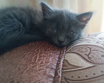 Кошки в Майкопе: Котята Девочка, Бесплатно - фото 3