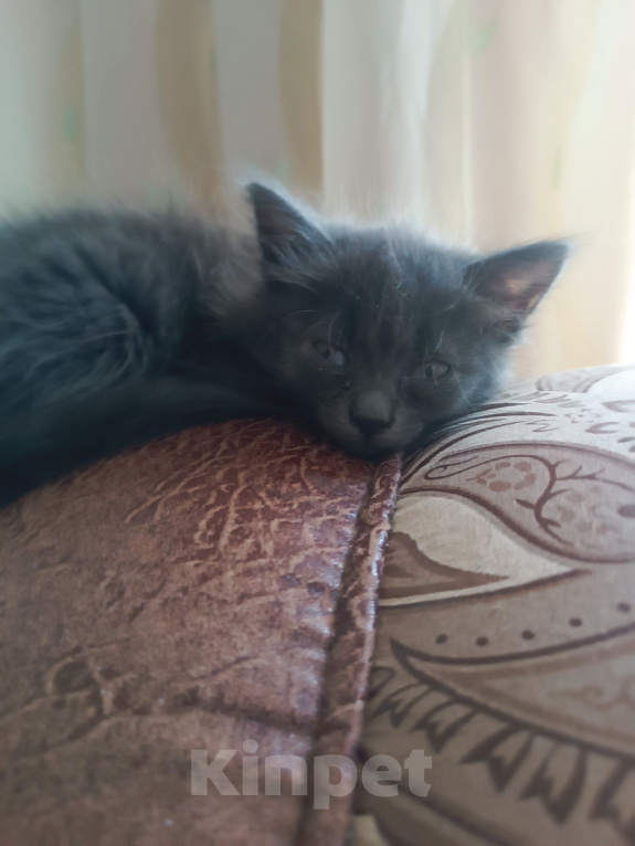 Кошки в Майкопе: Котята Девочка, Бесплатно - фото 3