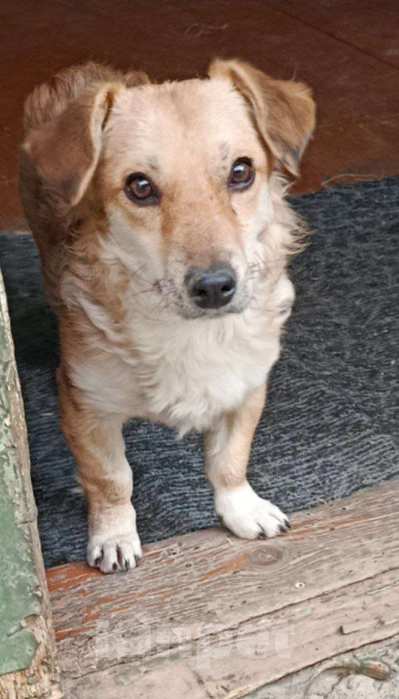 Собаки в Москве: Маленький пёсик ищет дом Мальчик, 100 руб. - фото 2