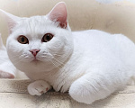 Кошки в Магнитогорске: Девочка британской породы белого окраса  Девочка, Бесплатно - фото 2
