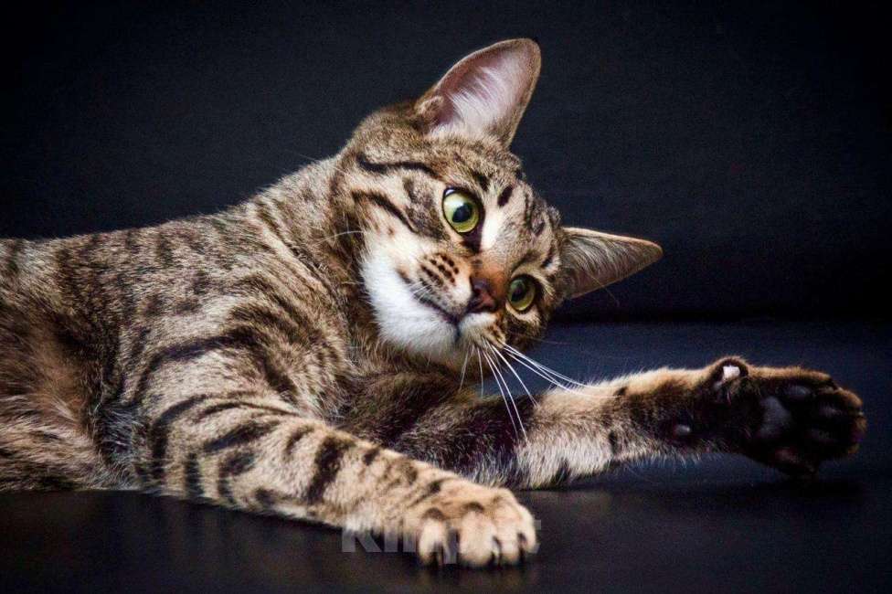 Кошки в Москве: Полосатый лапушка котик Лео в добрые руки Мальчик, Бесплатно - фото 3