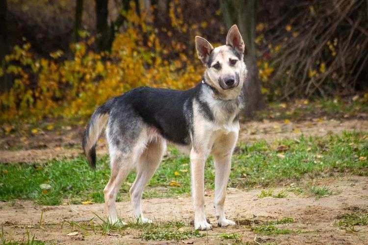 Собаки в Москве: Кира Девочка, Бесплатно - фото 2