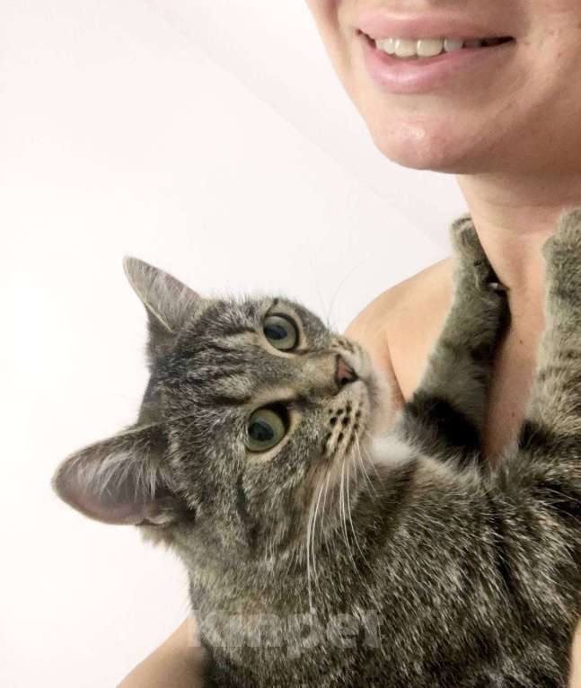 Кошки в Тюмени: Ищу любящих хозяев для ласковой молодой кошечки Девочка, Бесплатно - фото 5