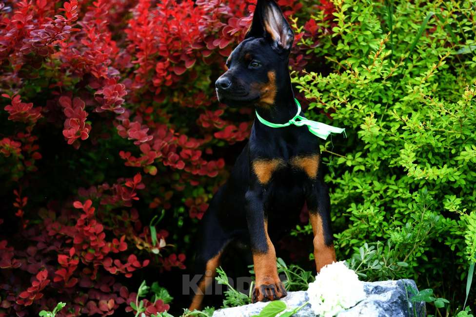 Собаки в Кемерово: Щенки Девочка, 50 000 руб. - фото 3