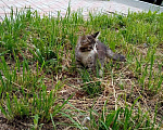 Кошки в Прокопьевске: Отдам котёнка 4-5мес. Кошечка, 1 руб. - фото 5