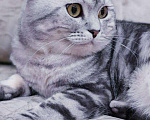 Кошки в Дорогобуже: Яркие мраморные шотландские котята, 13 000 руб. - фото 6