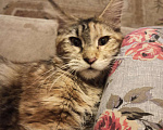 Кошки в Малмыже: Кошка мецн кун, 2 500 руб. - фото 2