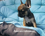 Собаки в Москве: Чудесная девочка французского бульдога  Девочка, 38 000 руб. - фото 1