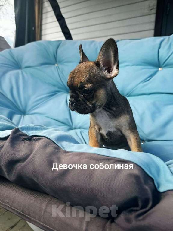 Собаки в Москве: Чудесная девочка французского бульдога  Девочка, 38 000 руб. - фото 1