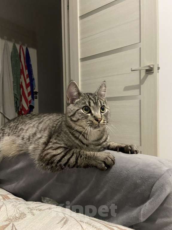 Кошки в Екатеринбурге: Отдам в хорошие руки Мальчик, Бесплатно - фото 4