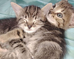 Кошки в Красногорске: Милые котята в добрые руки Девочка, Бесплатно - фото 3