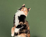 Кошки в Москве: Пушистая яркая трехцветная красавица кошка Ириска в добрые руки Девочка, Бесплатно - фото 2