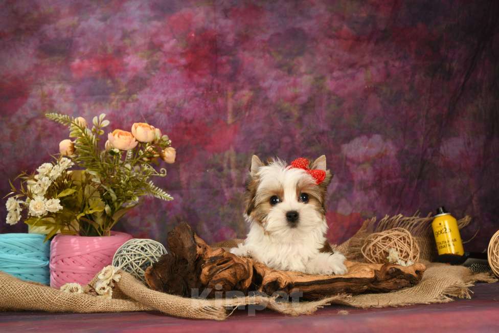 Собаки в Москве: Раскрашенные красавицы! Девочка, 150 000 руб. - фото 6