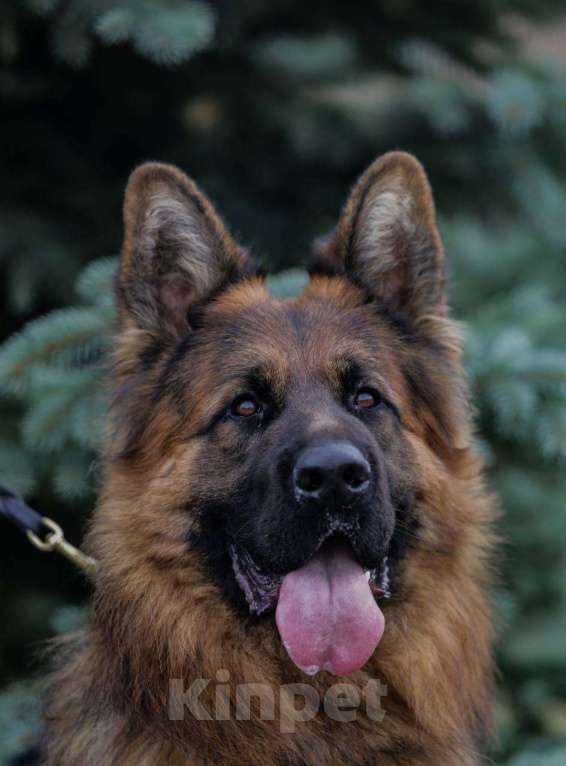 Собаки в других городах Башкортостана: Щенки длинношерстной немецкой овчарки (с полным пакетом документов и родословной РКФ)  Мальчик, 40 000 руб. - фото 4