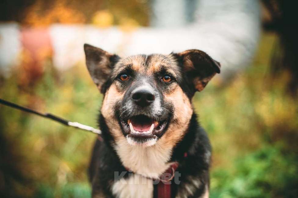 Собаки в Москве: Сью Девочка, Бесплатно - фото 5