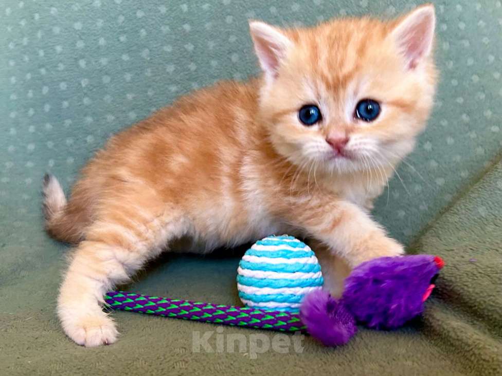 Кошки в Москве: Мальчик мрамор Золотая шиншилла Мальчик, 35 000 руб. - фото 1