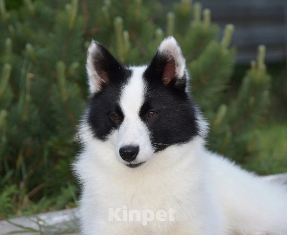 Собаки в Москве: Ненецкая оленегонная лайка. Кобель Халзан. Мальчик, 50 000 руб. - фото 3