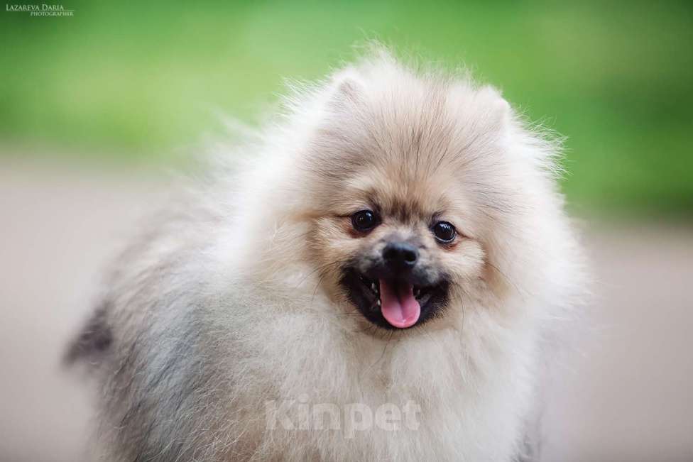 Собаки в Москве: Щенки  шпица (малого) Мальчик, 70 000 руб. - фото 2