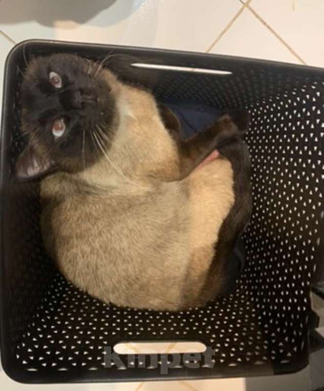 Кошки в Ярославле: Потерялся кот Мэт  Мальчик, 5 000 руб. - фото 5