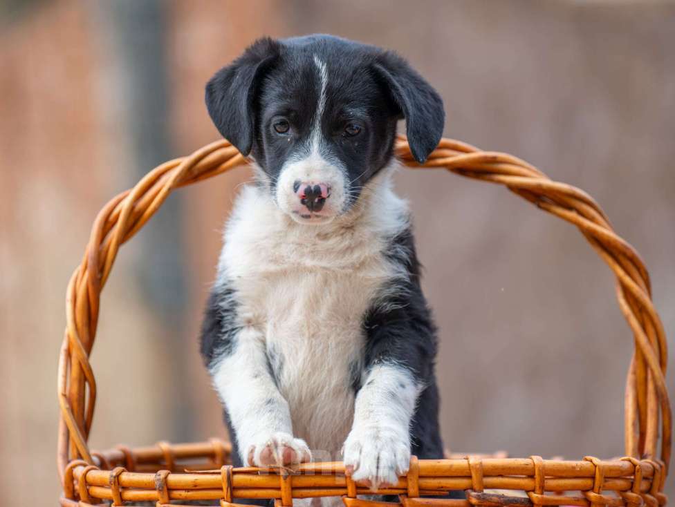 Собаки в Москве: Дора Девочка, Бесплатно - фото 2