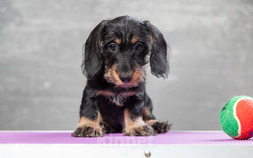 Собаки в Москве: Щенок таксы миниатюрной жесткошерстной, девочка Девочка, 50 000 руб. - фото 7