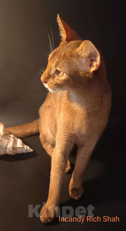 Кошки в Москве: Абиссинский красавчик соррель Мальчик, 125 000 руб. - фото 4