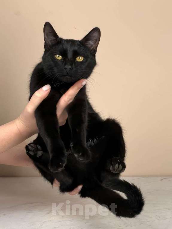 Кошки в Москве: котенок Куба ищет дом Девочка, Бесплатно - фото 5