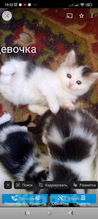 Кошки в Москве: Нашедшим гарантированный вознаграждение 2000р Девочка, 2 000 руб. - фото 7