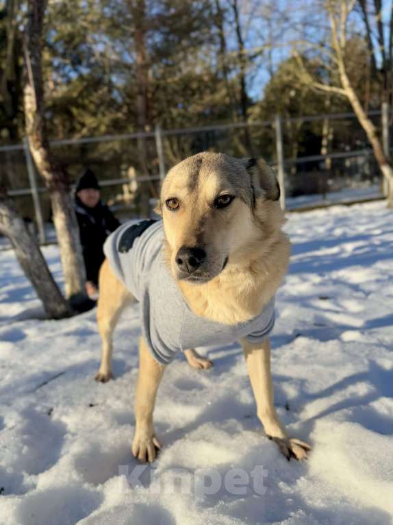 Собаки в других городах Московской области: Пес Грей ищет дом! Девочка, Бесплатно - фото 2