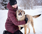 Собаки в Москве: Пёс-радость и позитив, компаньон для семьи и детей Мальчик, Бесплатно - фото 4