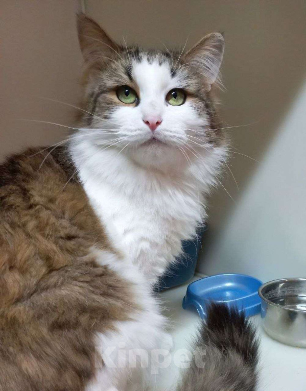 Кошки в Москве: Пушистый Пух желает познакомиться Мальчик, Бесплатно - фото 1