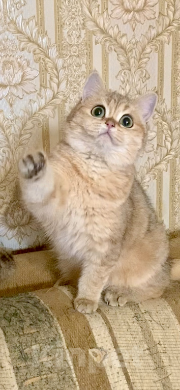 Кошки в Москве: Британские золотые и серебристые шиншиллы в добрые руки.  Мальчик, Бесплатно - фото 7