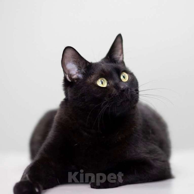 Кошки в Москве: Котик Черныш ищет дом Мальчик, Бесплатно - фото 5