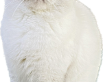Кошки в Туапсе: Вязка кошек  Мальчик, 2 000 руб. - фото 3