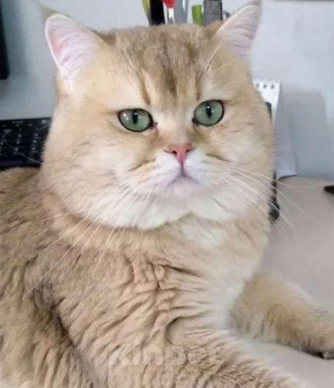 Кошки в Чебоксарах: Шотландский прямоухий котёнок Девочка, 20 000 руб. - фото 8