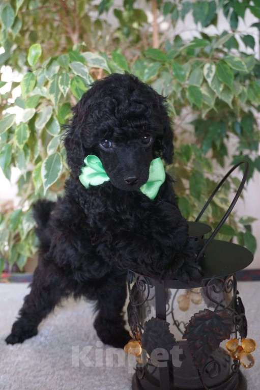 Собаки в Ярославле: Той пудель черный кобель Мальчик, 100 000 руб. - фото 1