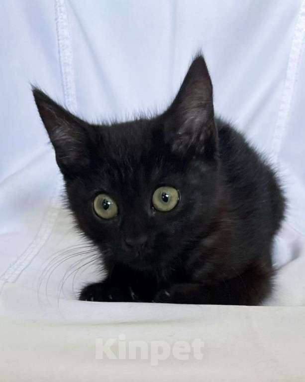 Кошки в Москве: Черный котенок в добрые руки! Мальчик, Бесплатно - фото 2