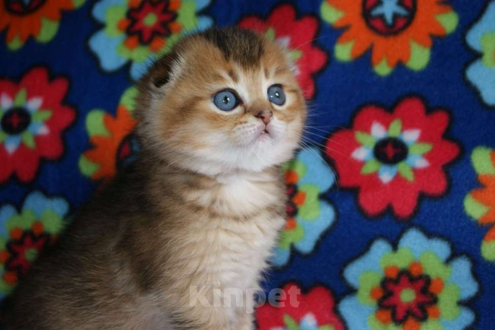 Кошки в Москве: золотой мальчик Мальчик, 35 000 руб. - фото 5