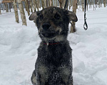 Собаки в Клине: Ария Девочка, Бесплатно - фото 3